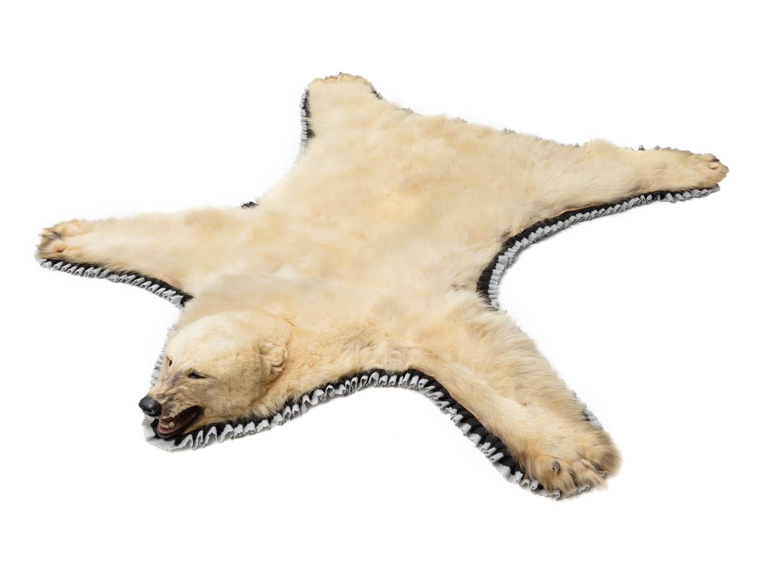 A Taxidermy Polar Bear Rug