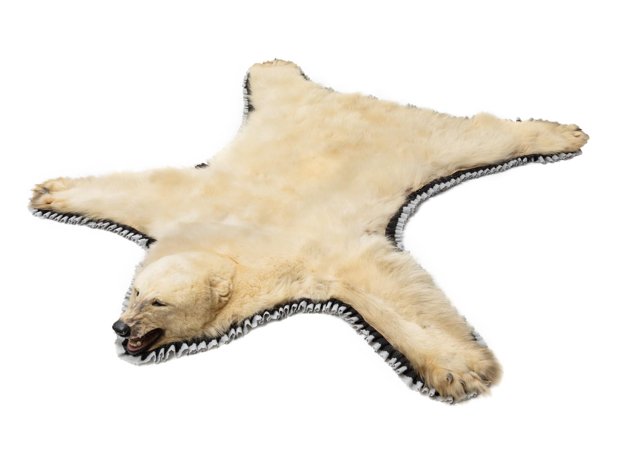 A Taxidermy Polar Bear Rug
