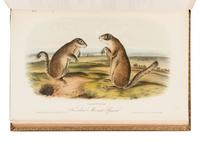 AUDUBON, John James (1785-1851) and John BACHMAN (1790-1874). The Quadrupeds of North America. New York: V.G. Audubon, 1849, 1851, 1854.