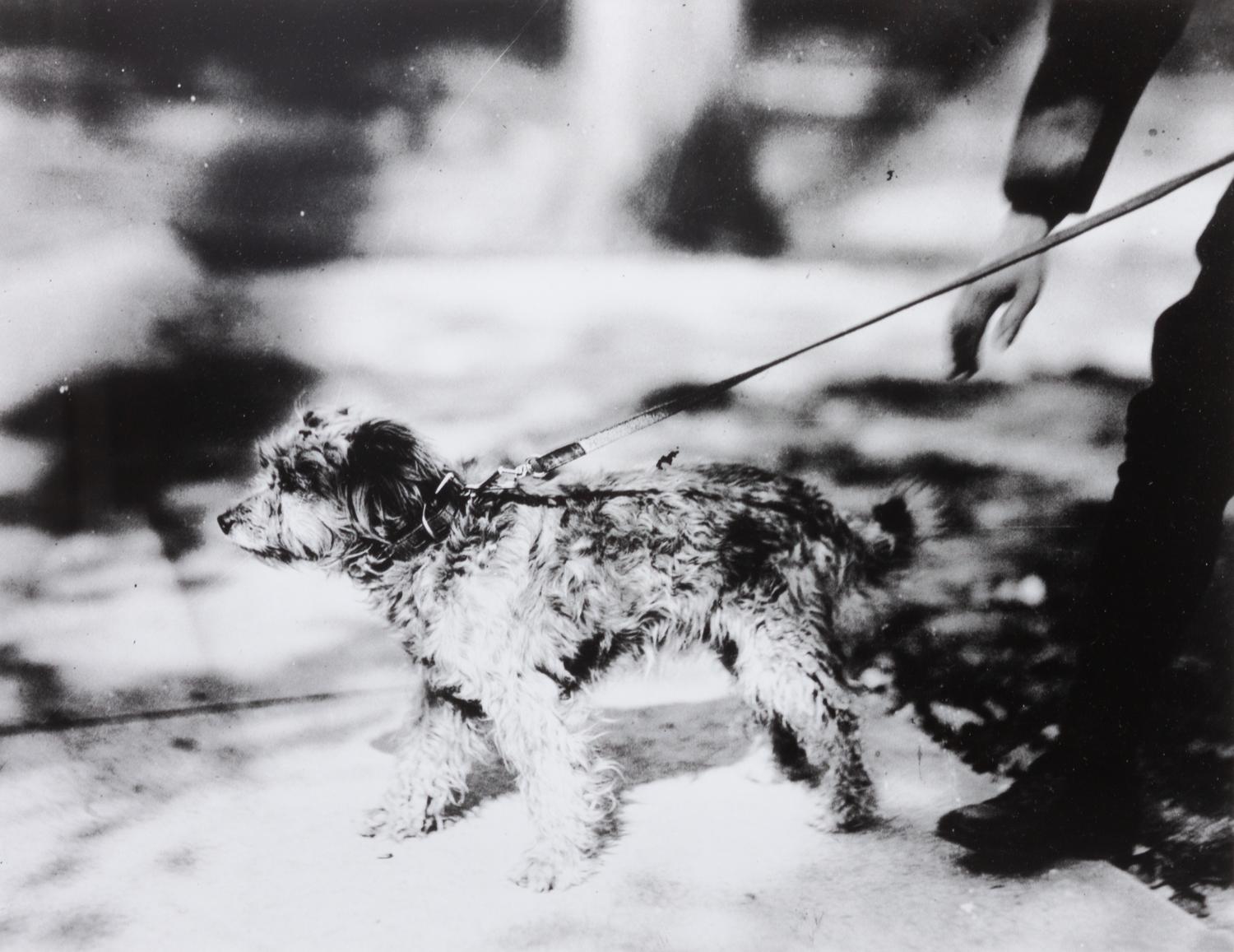 A Group of Fifteen Photographs depicting Various Dog Breeds Largest: 13 x 19 1/2 inches.