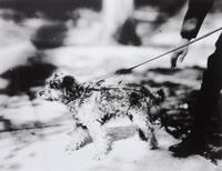 A Group of Fifteen Photographs depicting Various Dog Breeds Largest: 13 x 19 1/2 inches.