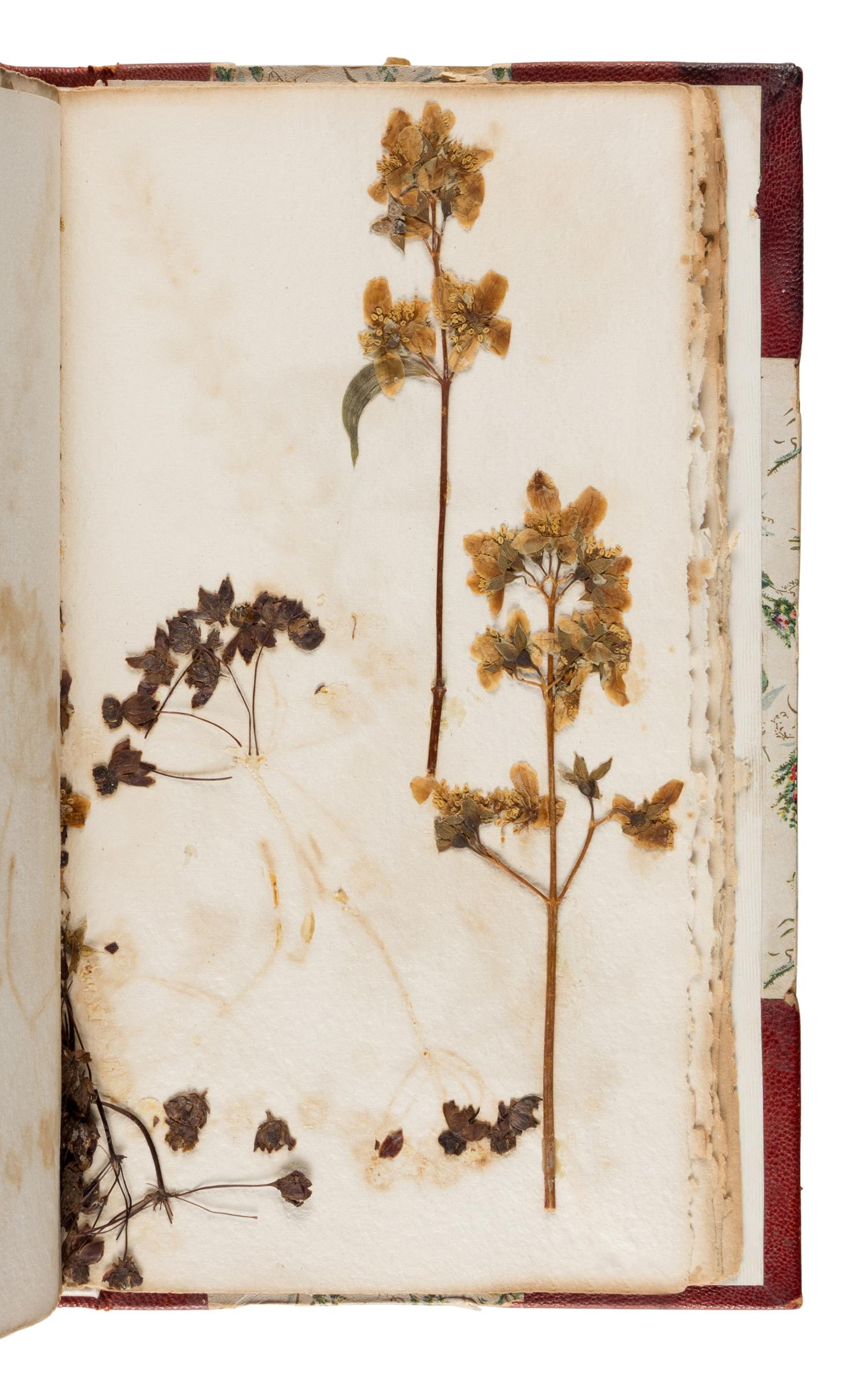 [Specimen Album]. "Yosemite Wild Flowers." Yosemite, 1897.