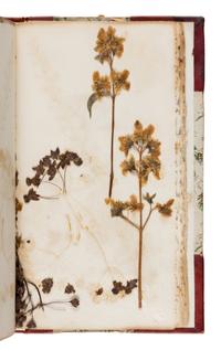 [Specimen Album]. "Yosemite Wild Flowers." Yosemite, 1897.