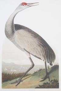 After J.J. Audubon, Whooping Crane, Height 36 1/2 x width 25 1/4 inches.