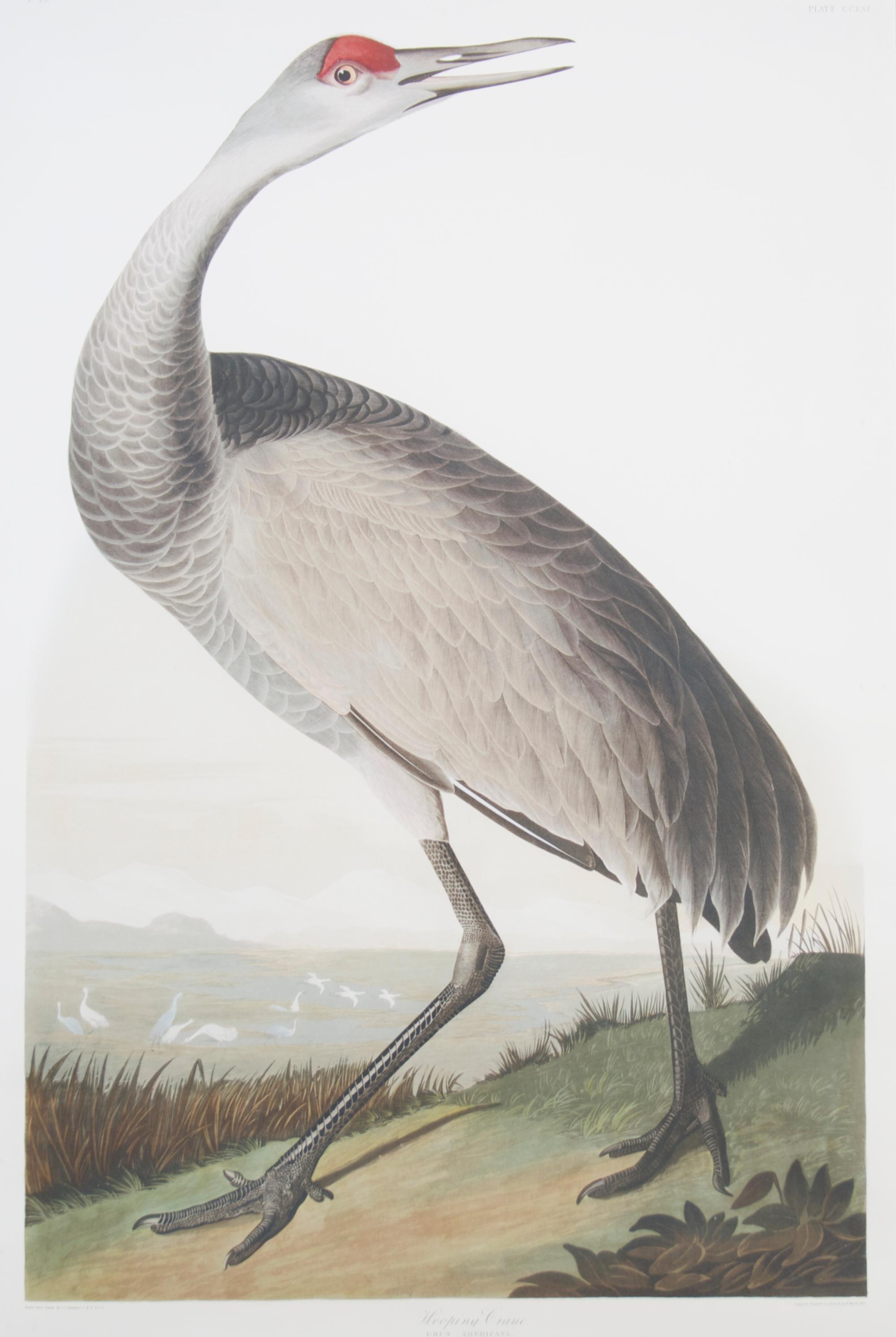 After J.J. Audubon, Whooping Crane, Height 36 1/2 x width 25 1/4 inches.
