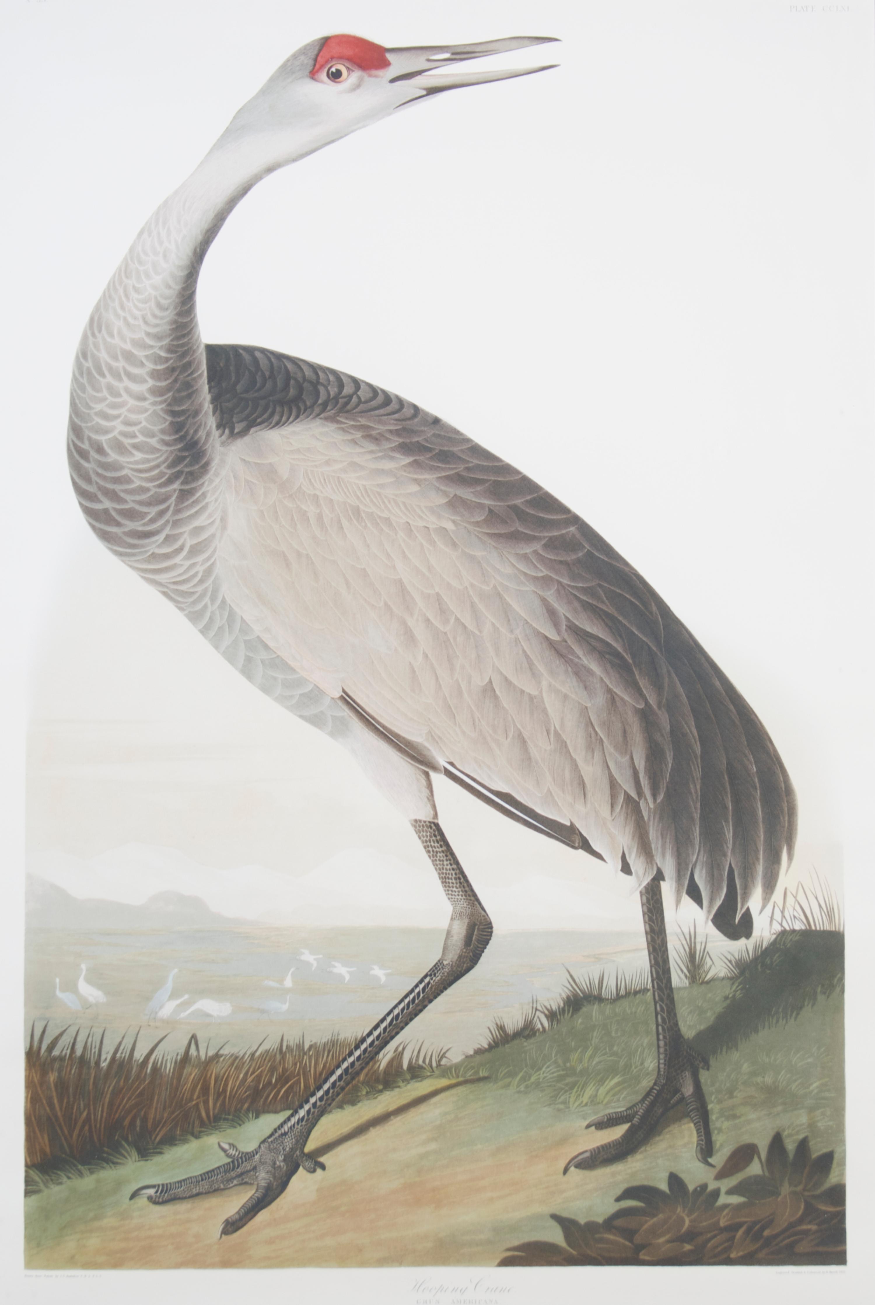 After J.J. Audubon, Whooping Crane, Height 36 1/2 x width 25 1/4 inches.