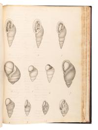 [MANUSCRIPTS—CONCHOLOGY]. TERVER, Ange Paulin (1798-1875). 2 manuscript notebooks containing a profusion of fine and accurate drawings of mollusks. [Lyons, ca 1830-1840].