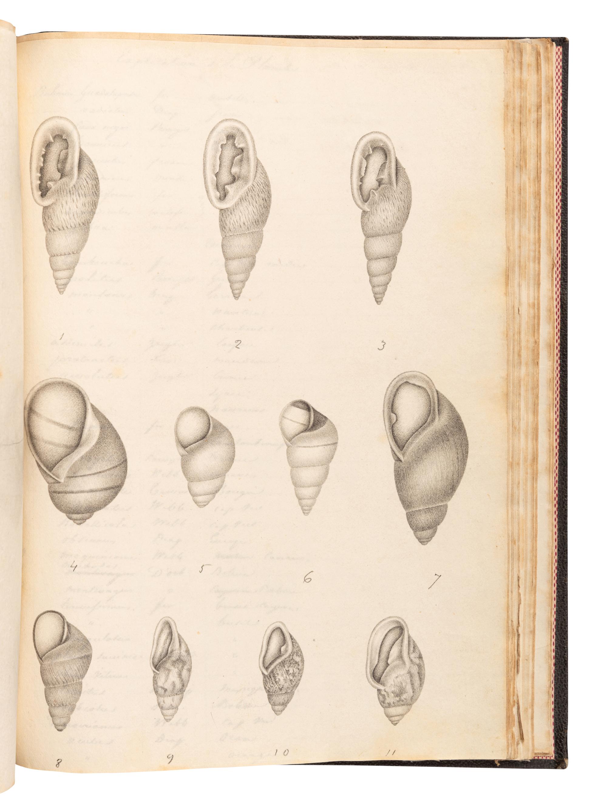 [MANUSCRIPTS—CONCHOLOGY]. TERVER, Ange Paulin (1798-1875). 2 manuscript notebooks containing a profusion of fine and accurate drawings of mollusks. [Lyons, ca 1830-1840].
