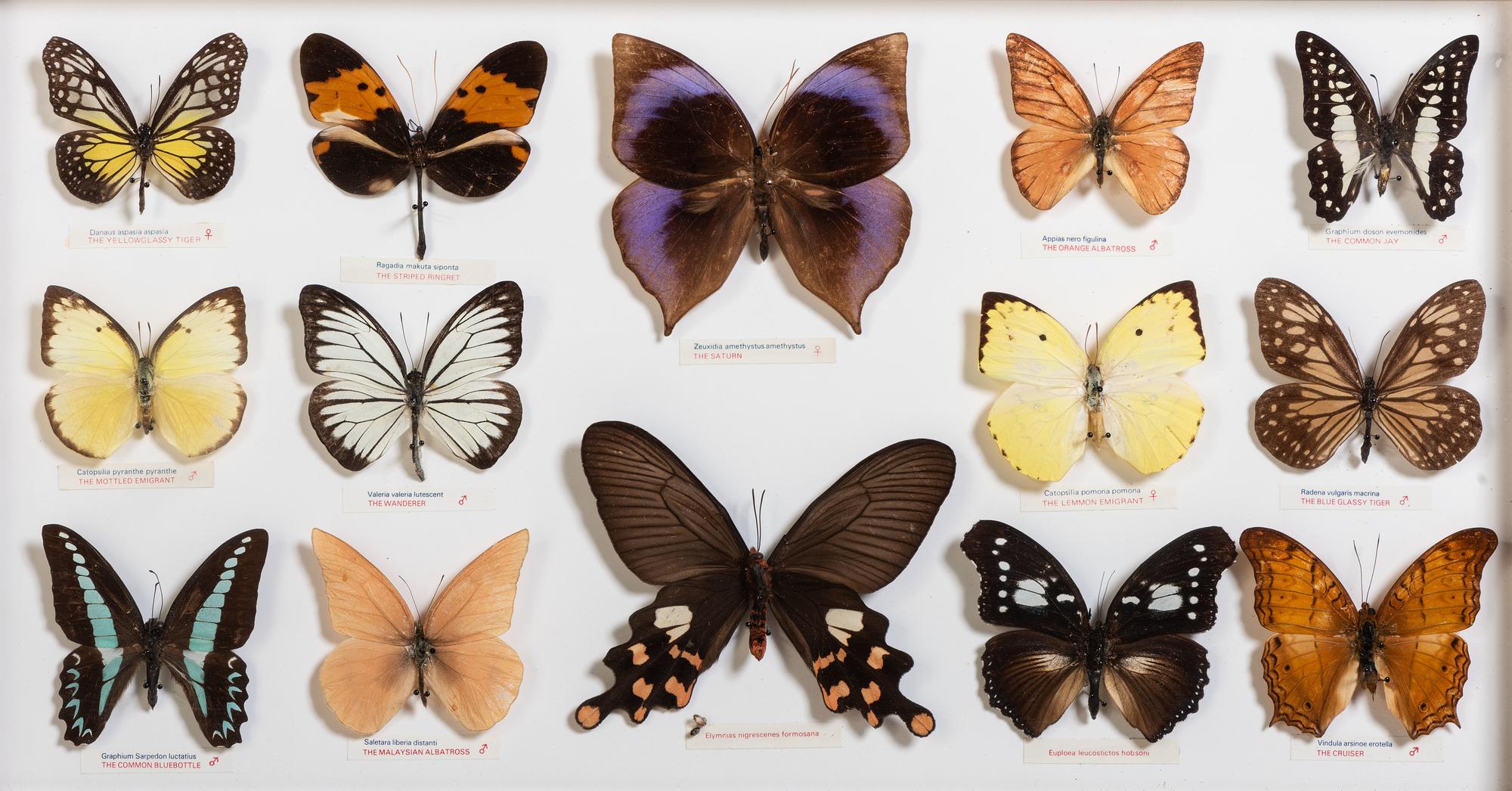 Five Framed Groups of Lepidopterological Specimens