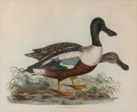 Common Shoveler