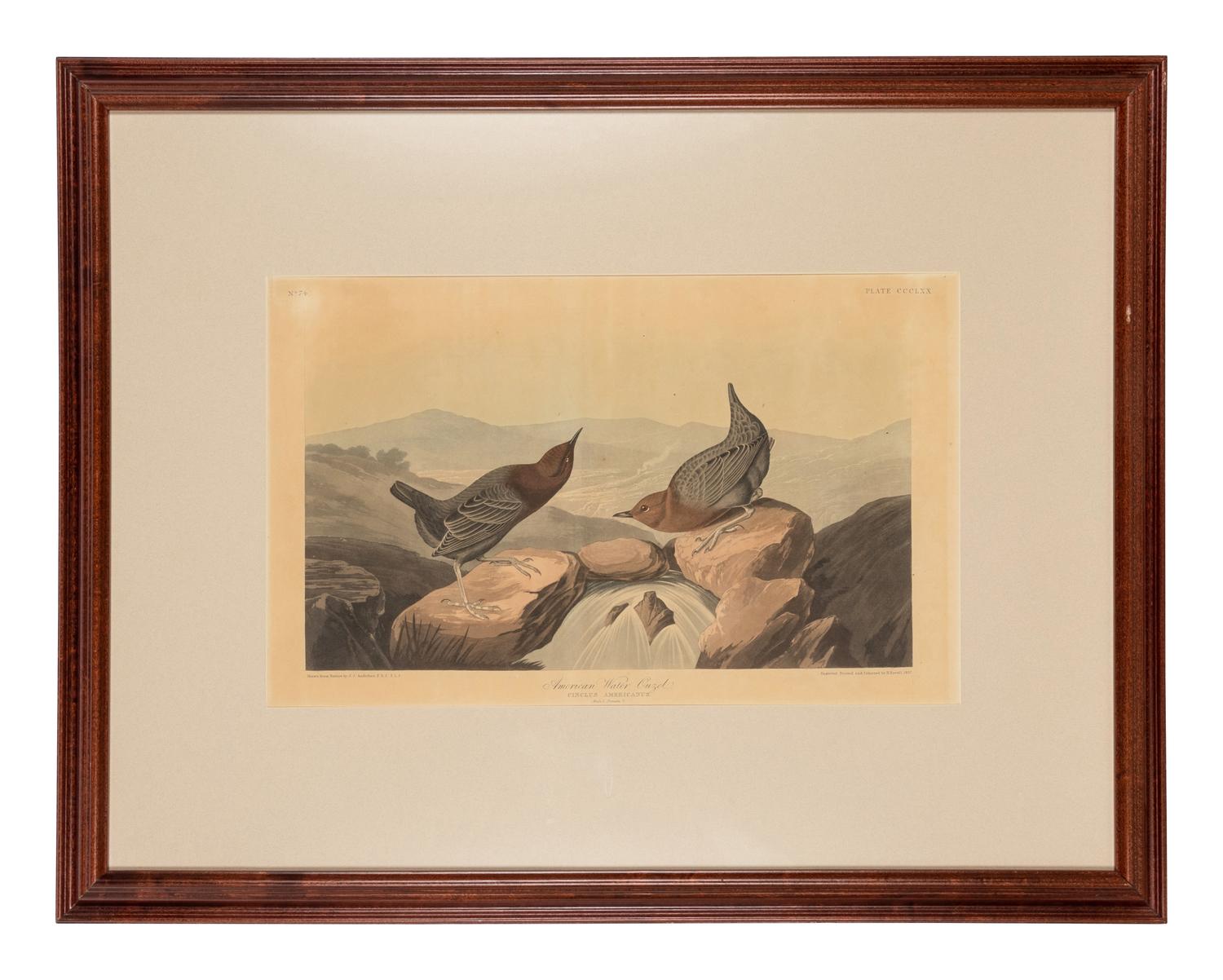AUDUBON, John James (1785-1851)