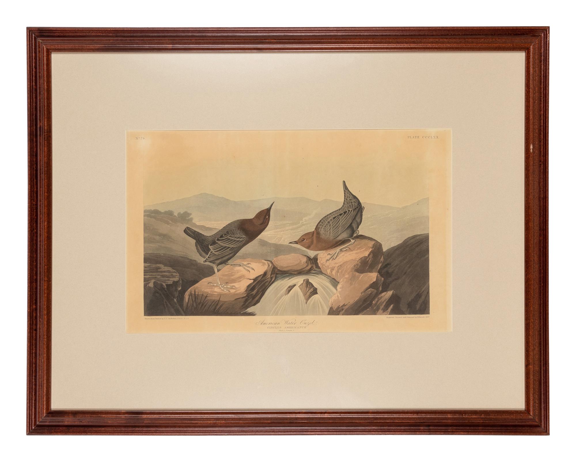 AUDUBON, John James (1785-1851)