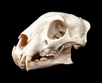 Small Skull