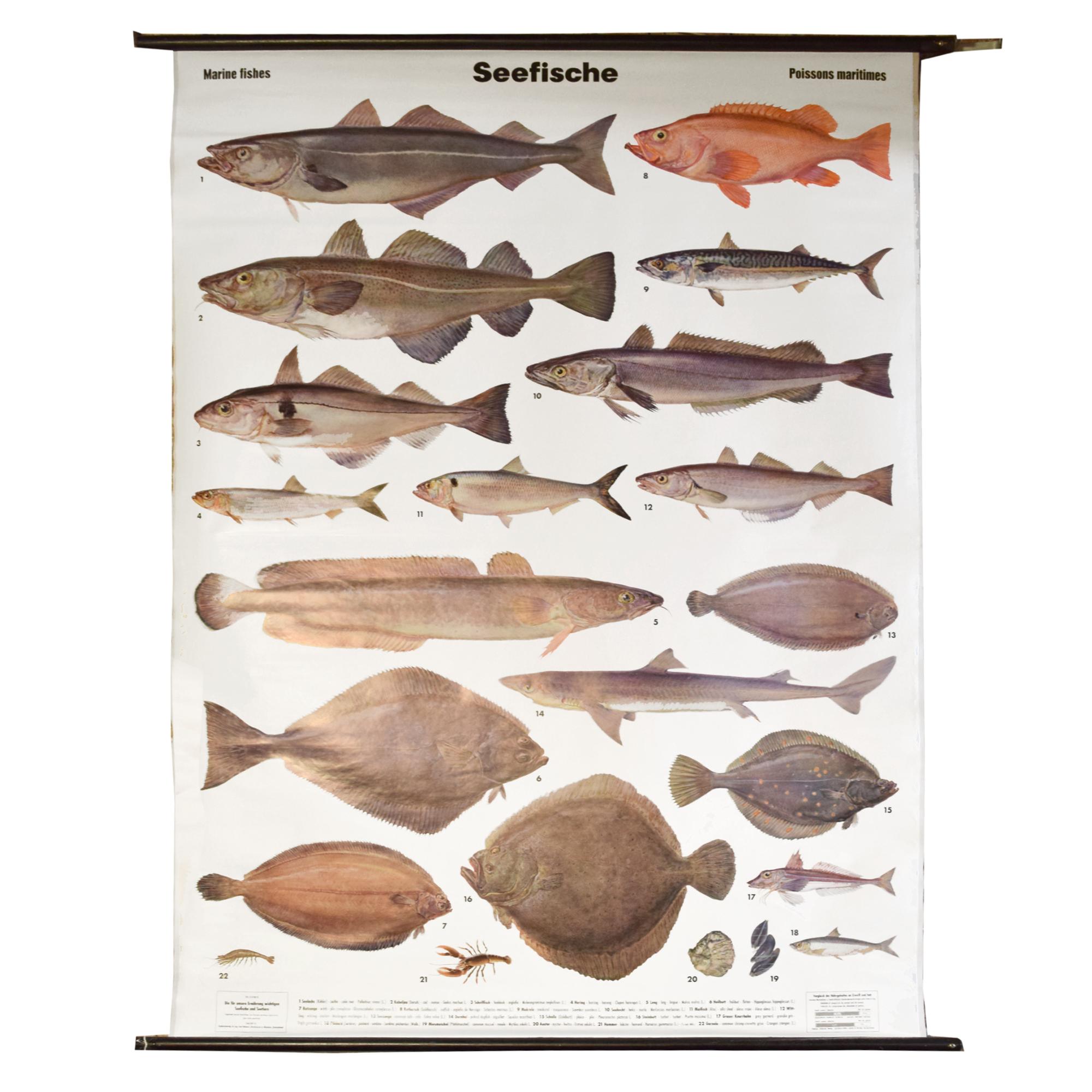 An Educational Poster of Marine Fish 53" W x 1" D x 64" H — Germany, Mid-20th Century