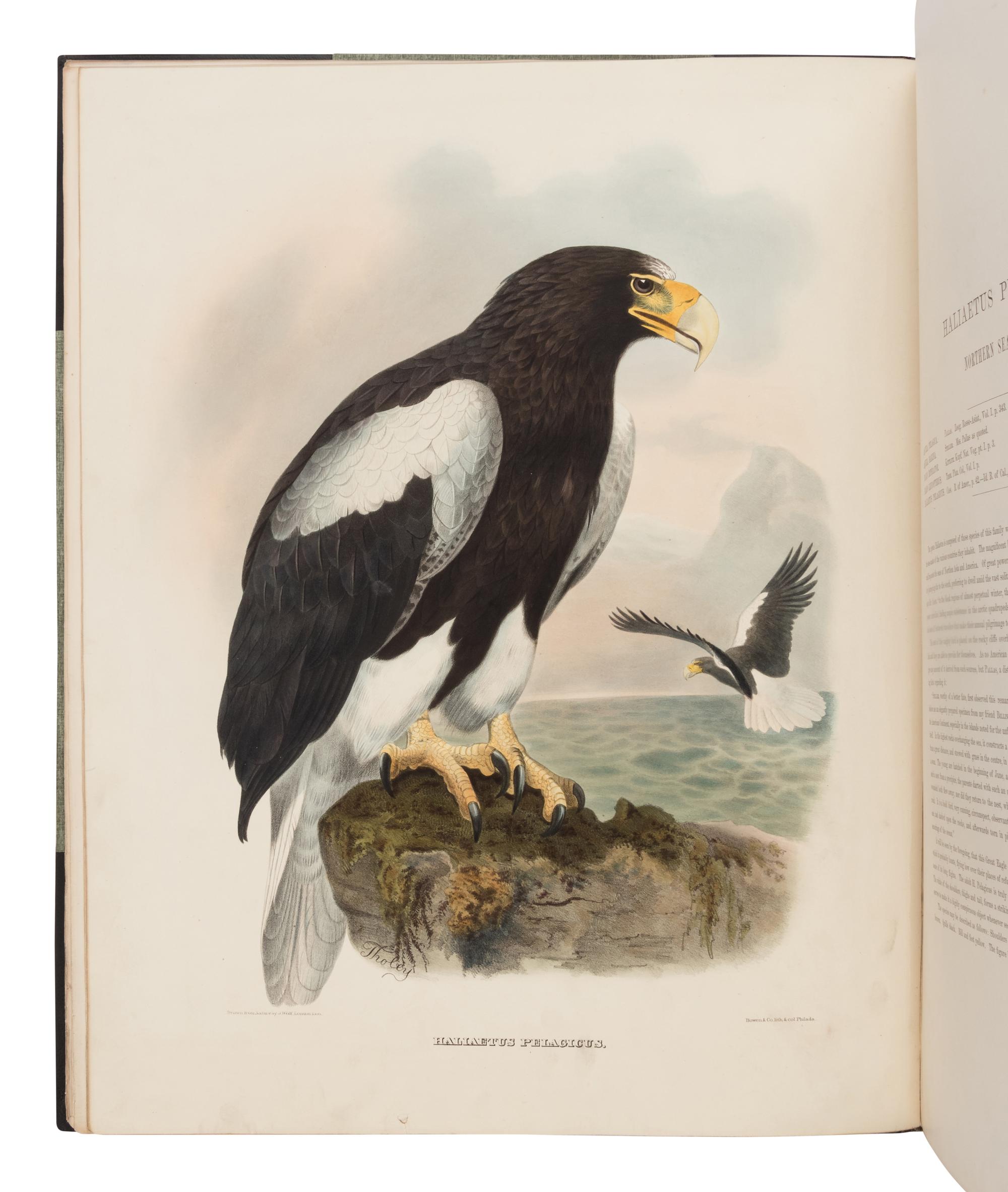 Elliot, Daniel Giraud. The New and Heretofore Unfigured Species of the Birds of North America