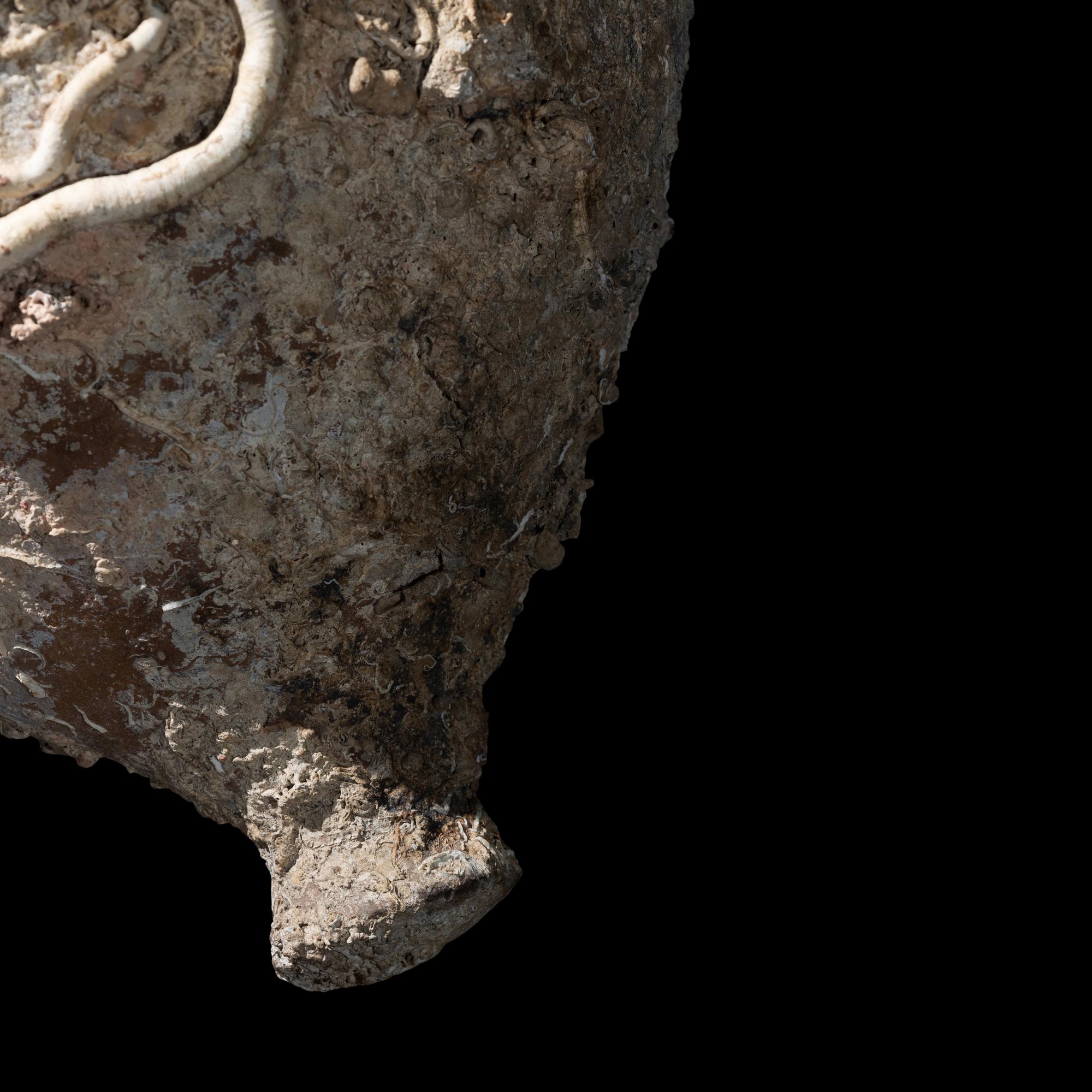 A Roman Terracotta Amphora with Marine Encrustation