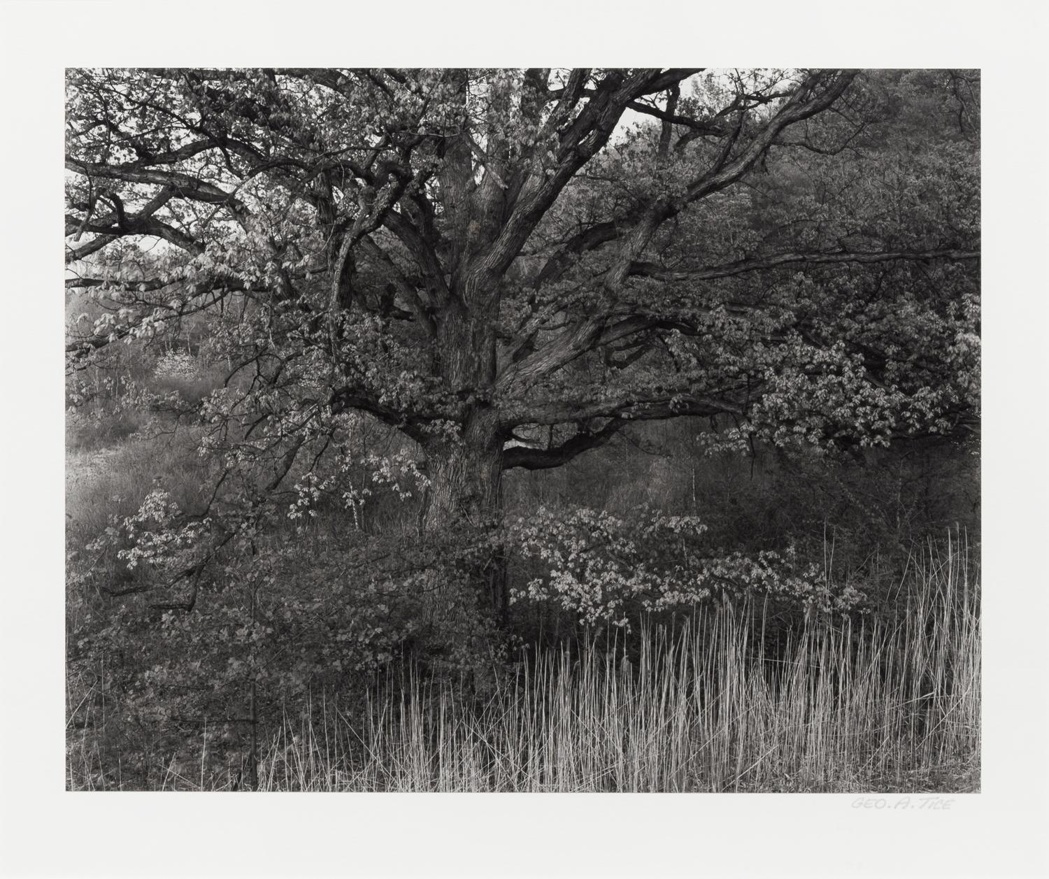 Oak Tree, Holmdel, New Jersey