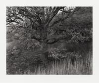 Oak Tree, Holmdel, New Jersey