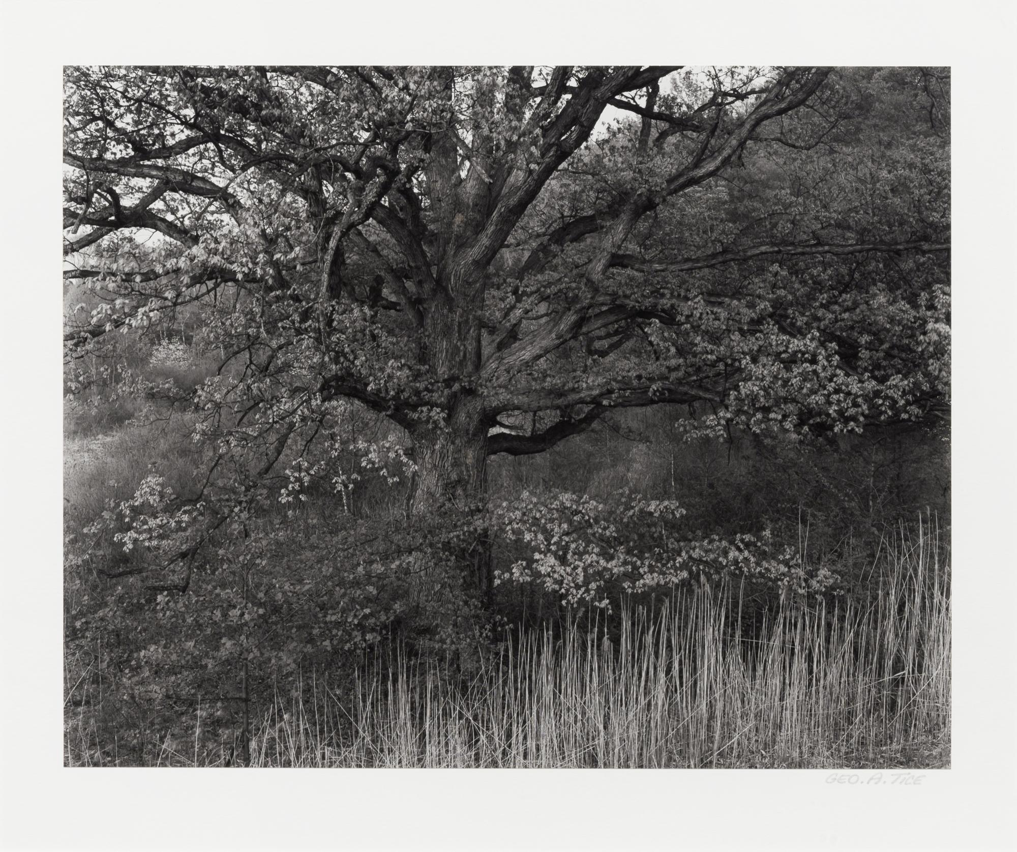 Oak Tree, Holmdel, New Jersey