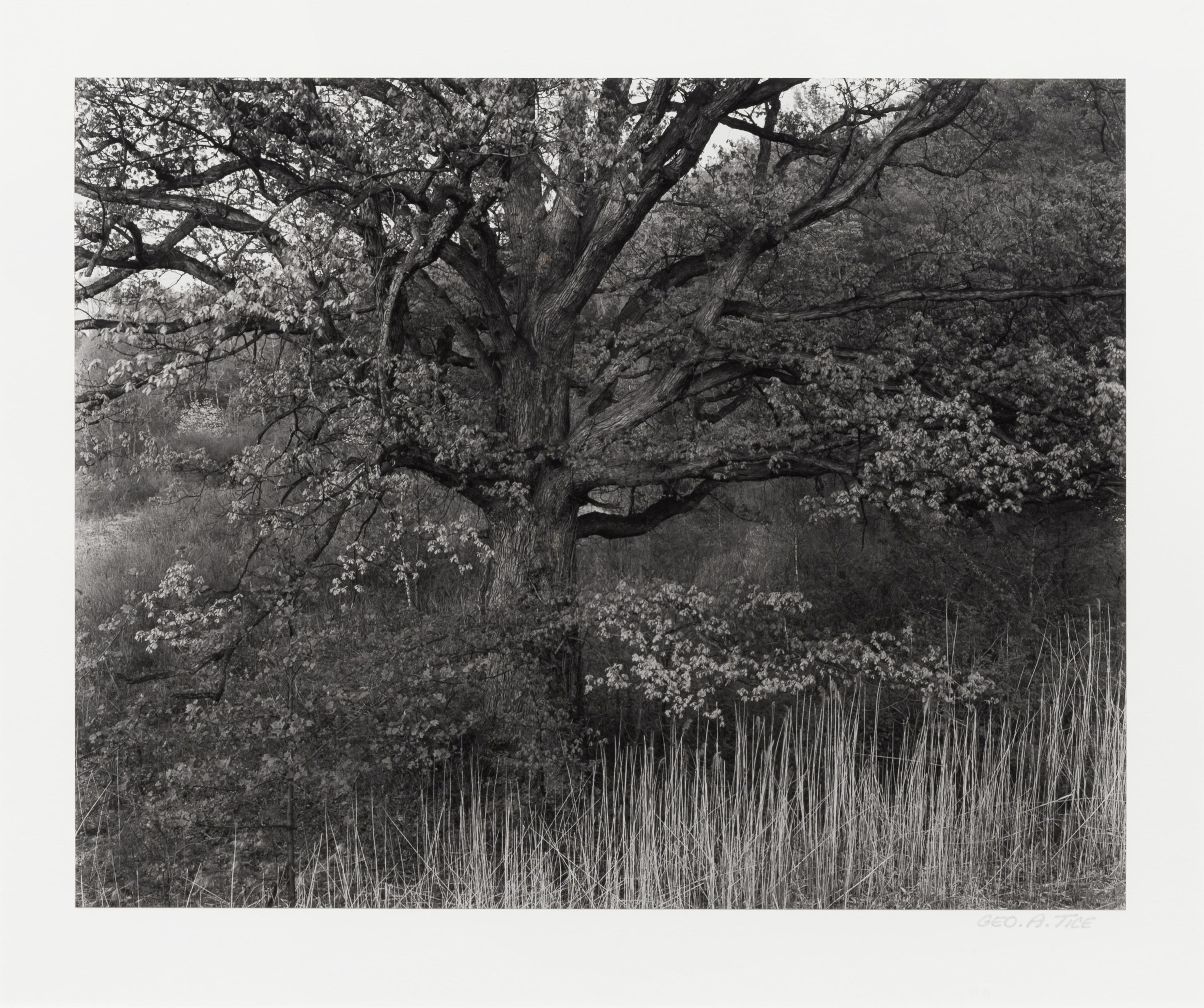 Oak Tree, Holmdel, New Jersey