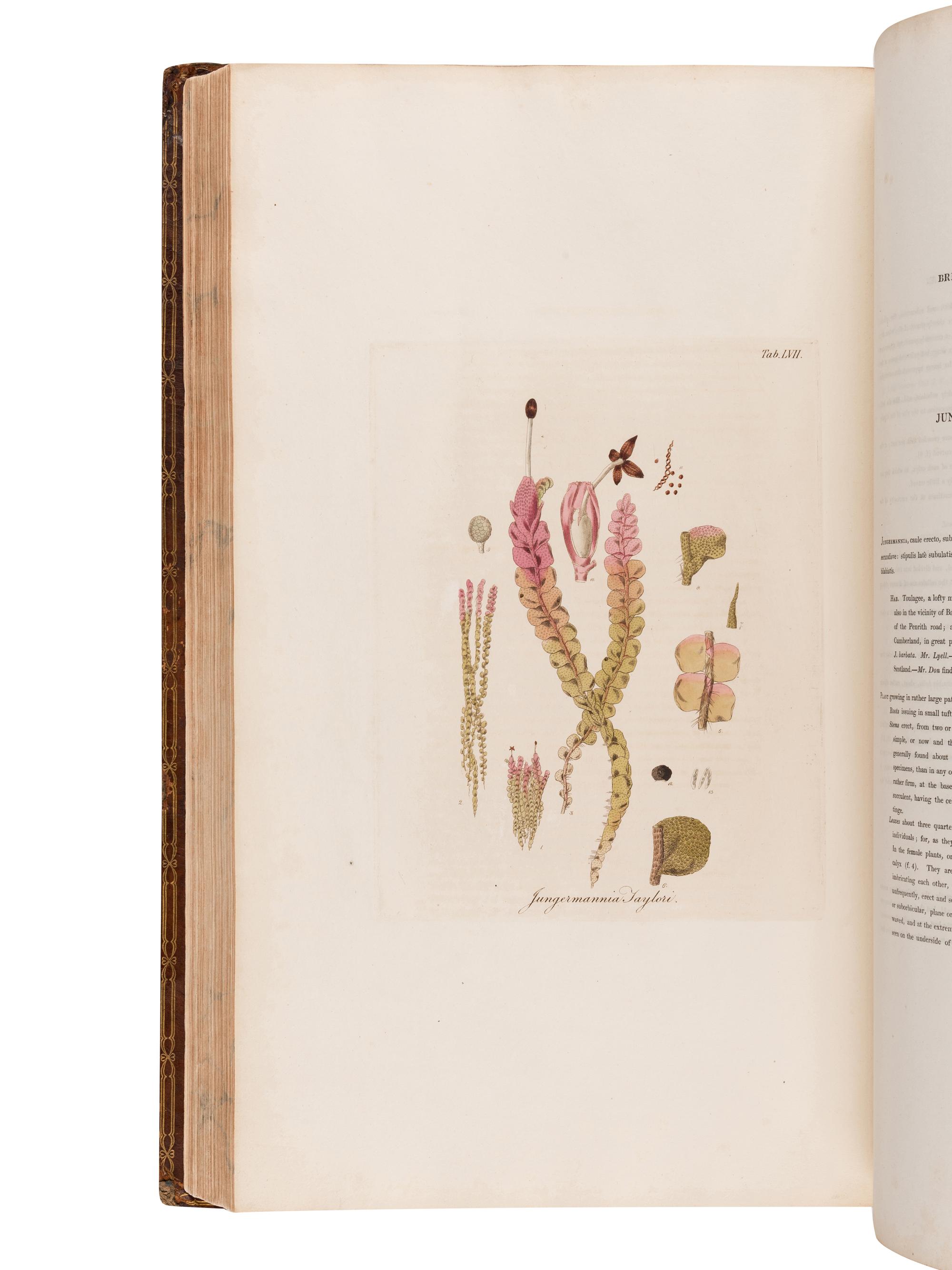 HOOKER, William Jackson, Sir (1785-1865). British Jungermanniae. Being a history and description, with coloured figures, of each species of the genus, and microscopical analyses of the parts. London: Longman, Hurst, Rees, Orme, and Brown, [1812]-1816.