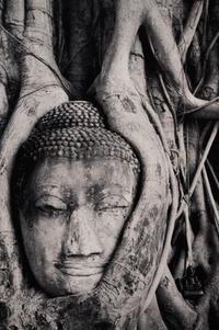 Buddha in Trees