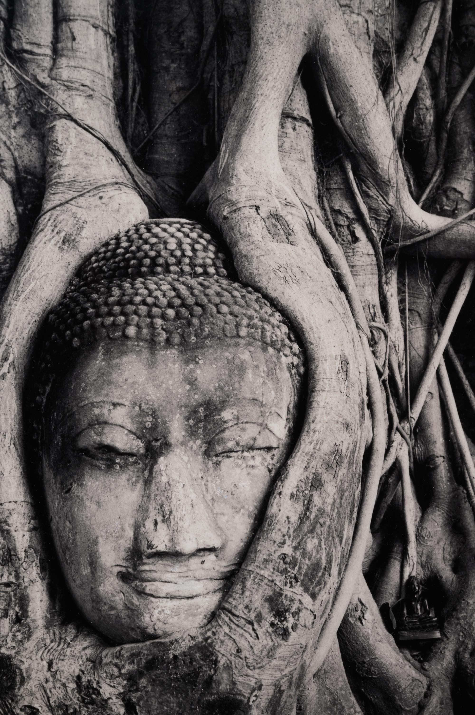 Buddha in Trees