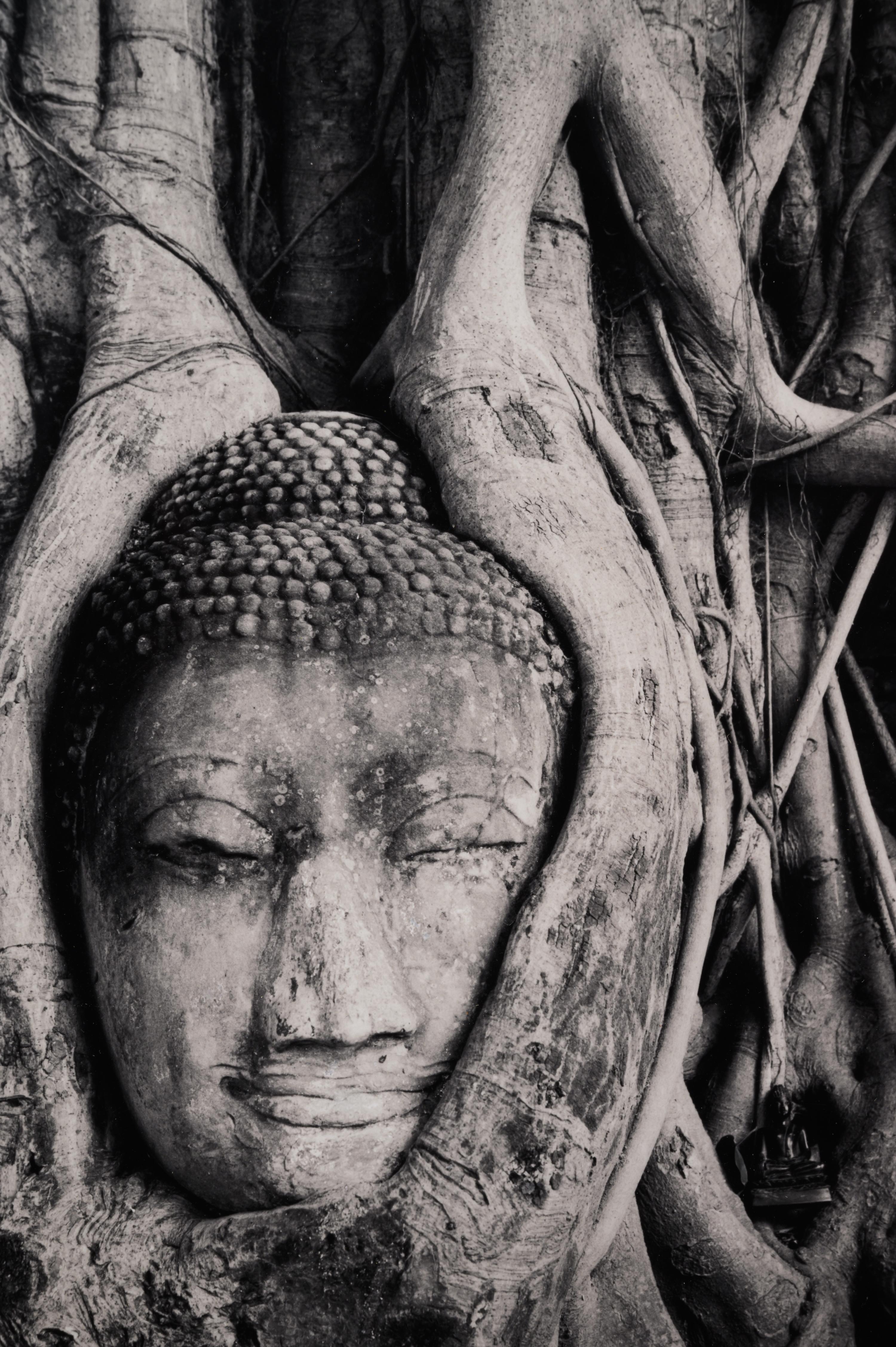 Buddha in Trees