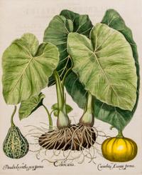 Besler, Basilius I. Colocasia, II. Pseudocolocynthis pyri forma, III. Cucurbita Arantij forma from Hortus Eystettensis, 1613 or later