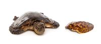 A Taxidermy Model of a Tortoise, Length of first overall 24 inches.