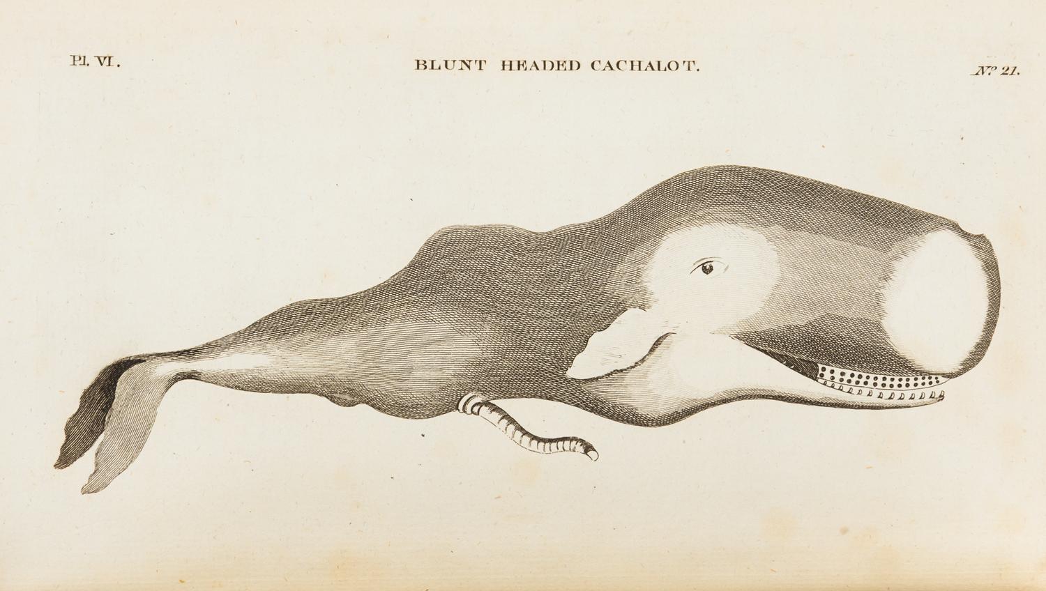 PENNANT, Thomas (1726-1798). British Zoology. Warrington: William Eyres for Benjamin White, 1776-1777.