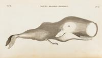 PENNANT, Thomas (1726-1798). British Zoology. Warrington: William Eyres for Benjamin White, 1776-1777.