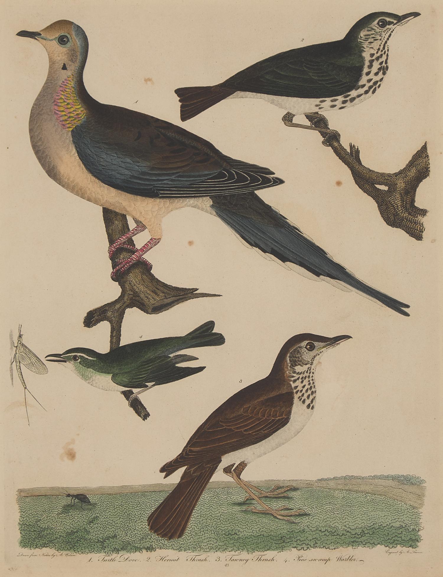 Alexander Lawson (1773-1846) and John G. Warnicke (died 1818), After Alexander Wilson (1766-1813), A Set of Sixteen Hand-Colored Engravings of Various Birds