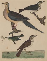 Alexander Lawson (1773-1846) and John G. Warnicke (died 1818), After Alexander Wilson (1766-1813), A Set of Sixteen Hand-Colored Engravings of Various Birds