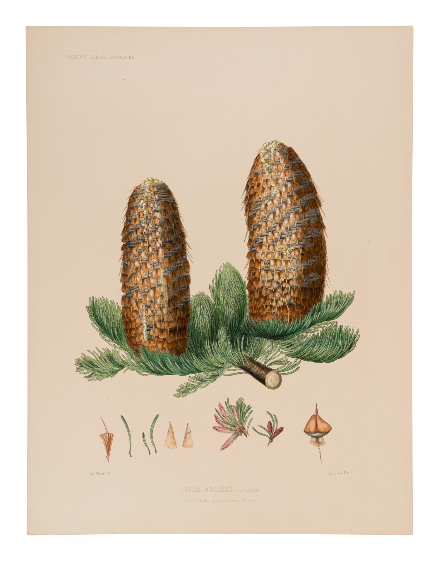 [RAVENSCROFT, Edward James (1816-1890)]. The Pinetum Britannicum. A Descriptive Account of Hardy Coniferous Trees cultivated in Great Britain . Edinburgh and London: Private Press of Peter Lawson & Son, [1863]-1884.