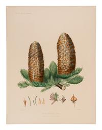 [RAVENSCROFT, Edward James (1816-1890)]. The Pinetum Britannicum. A Descriptive Account of Hardy Coniferous Trees cultivated in Great Britain . Edinburgh and London: Private Press of Peter Lawson & Son, [1863]-1884.