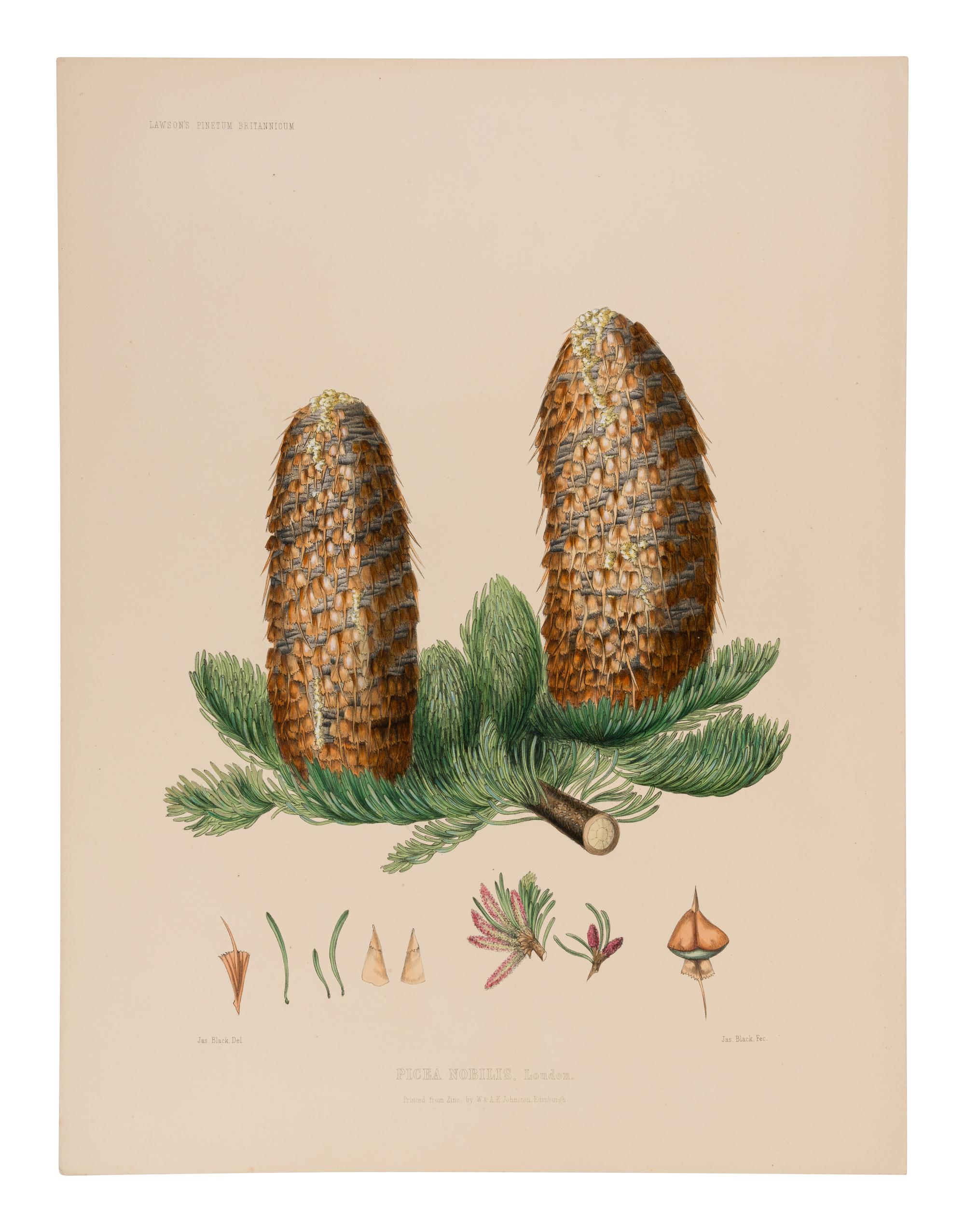 [RAVENSCROFT, Edward James (1816-1890)]. The Pinetum Britannicum. A Descriptive Account of Hardy Coniferous Trees cultivated in Great Britain . Edinburgh and London: Private Press of Peter Lawson & Son, [1863]-1884.
