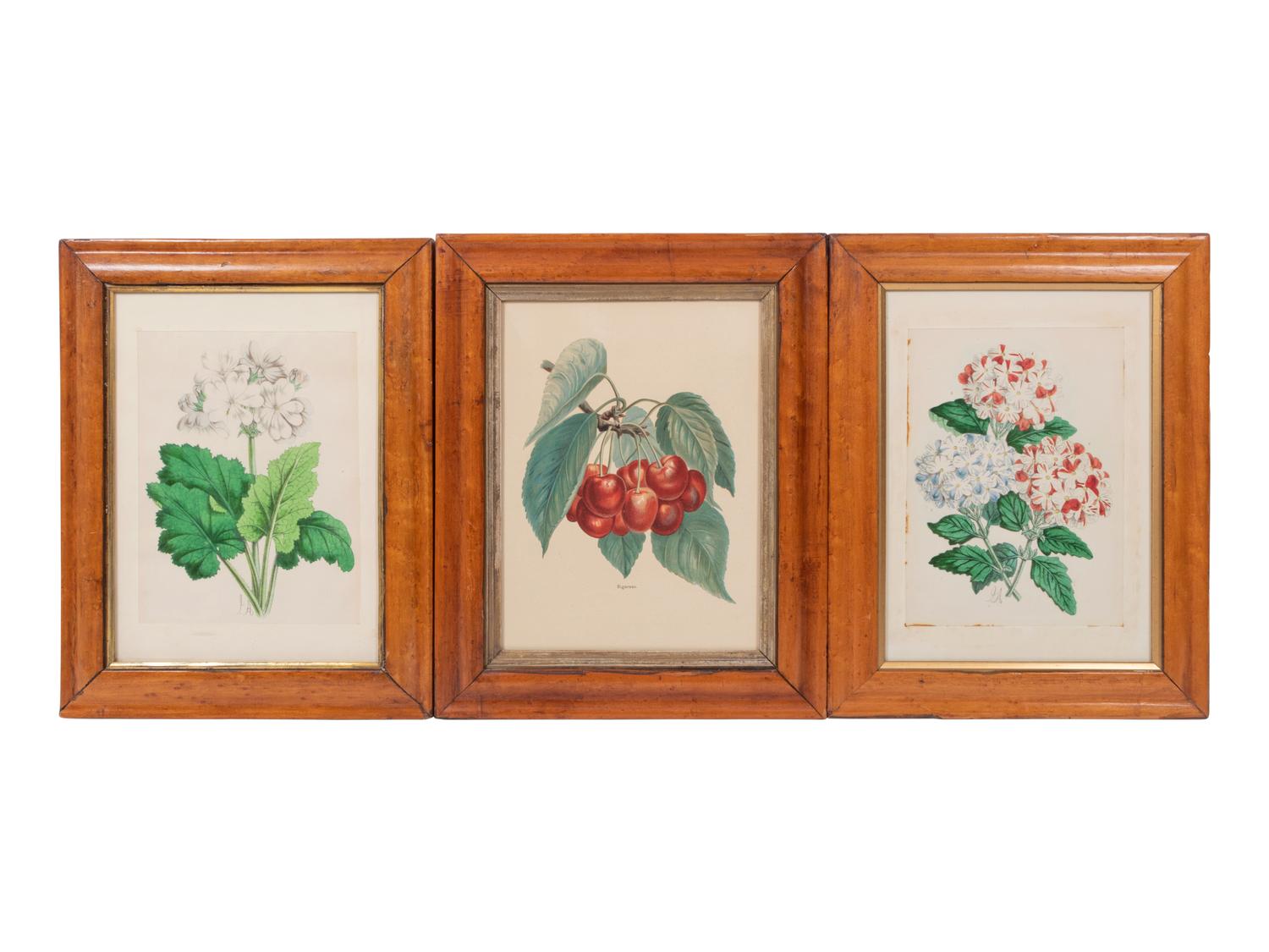 Four Hand-Colored Botanical Lithographs by James Andrews (British, 1801-1876) and an Associated Bigarreau Print