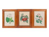 Four Hand-Colored Botanical Lithographs by James Andrews (British, 1801-1876) and an Associated Bigarreau Print