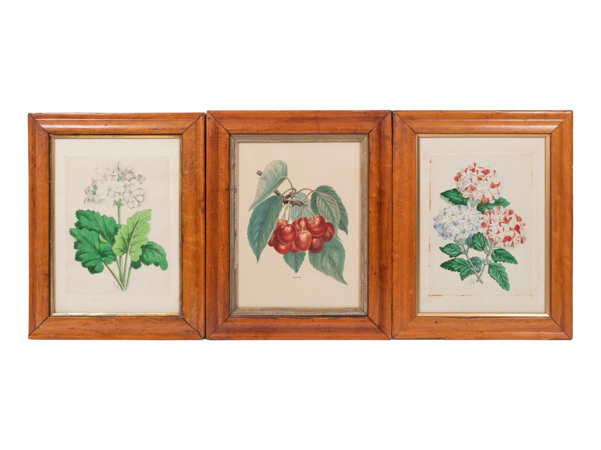 Four Hand-Colored Botanical Lithographs by James Andrews (British, 1801-1876) and an Associated Bigarreau Print