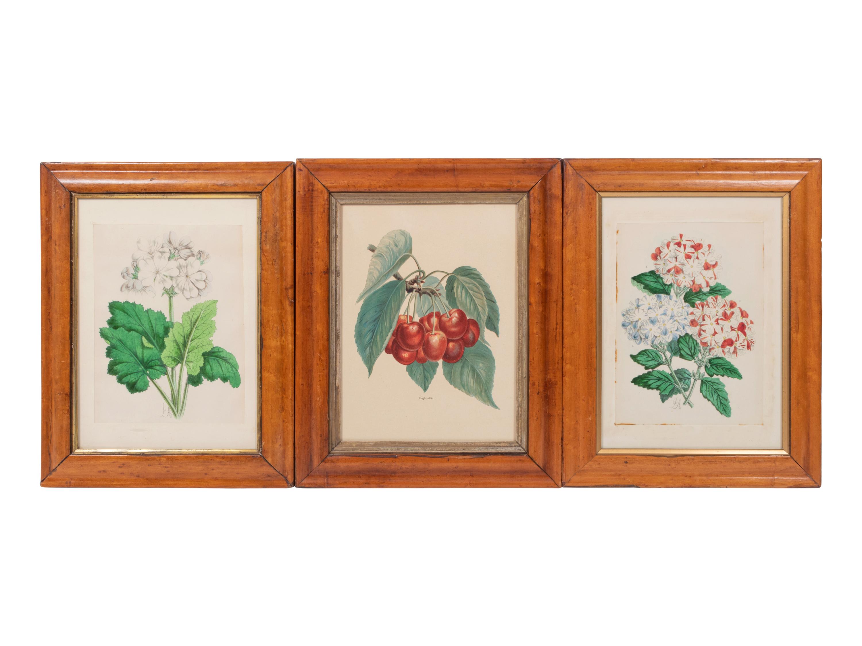 Four Hand-Colored Botanical Lithographs by James Andrews (British, 1801-1876) and an Associated Bigarreau Print
