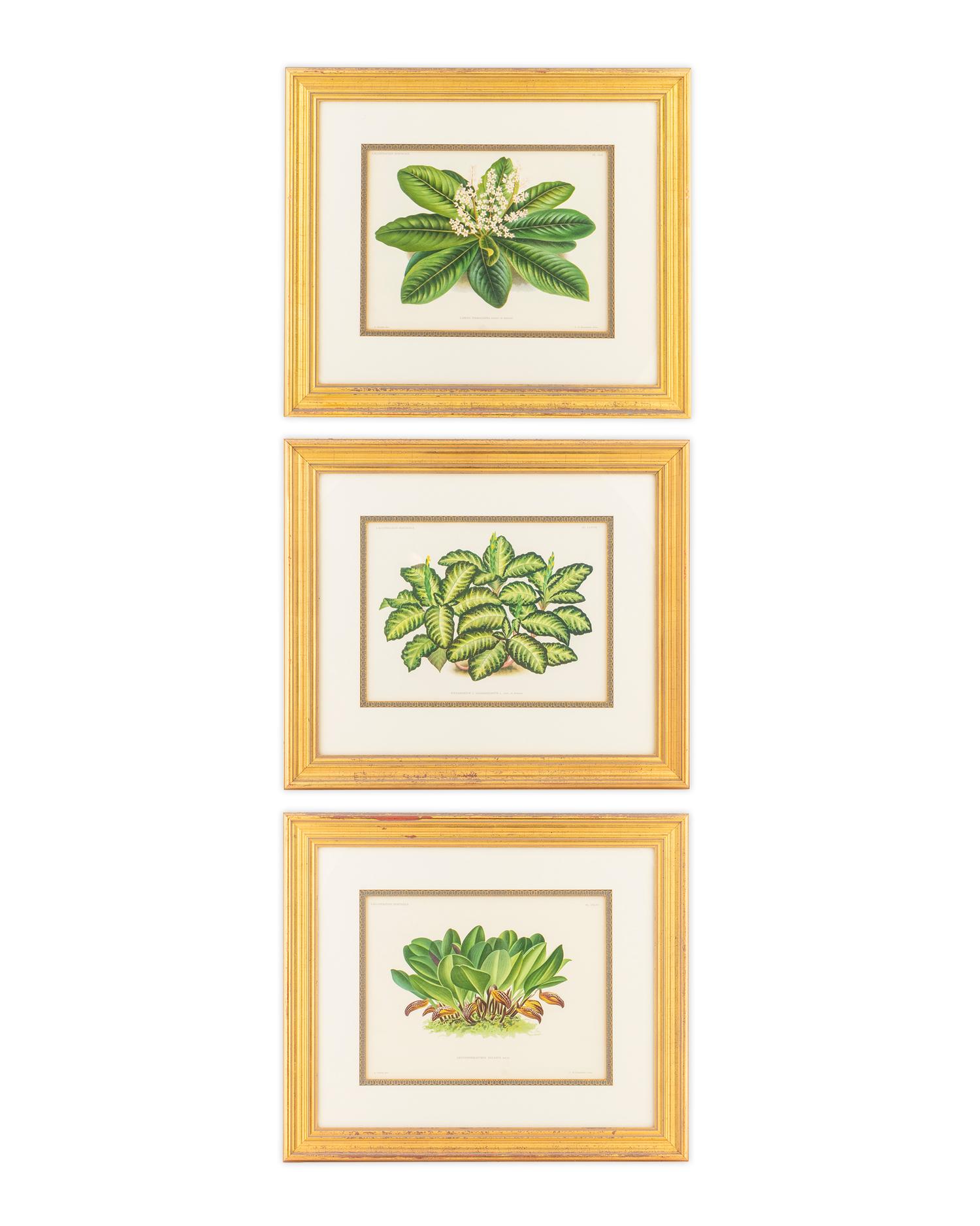 Three Botanical Chromolithographs — 19TH CENTURY