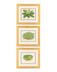 Three Botanical Chromolithographs — 19TH CENTURY