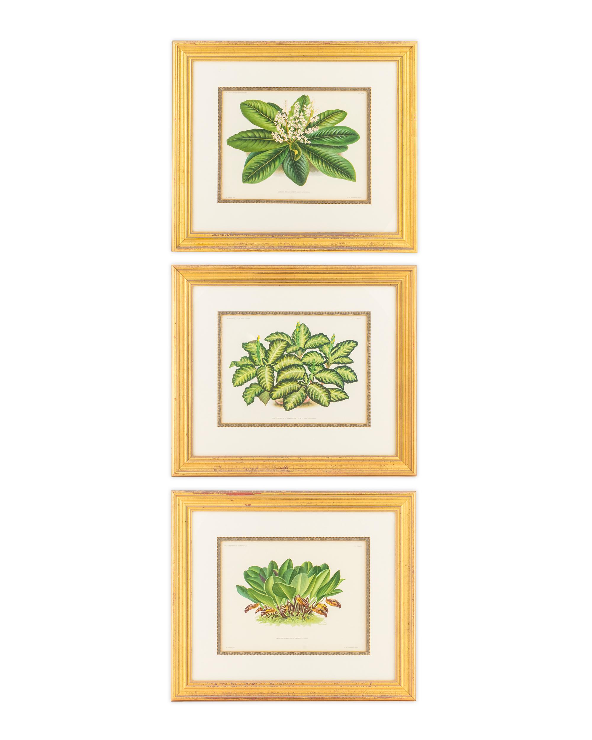 Three Botanical Chromolithographs — 19TH CENTURY