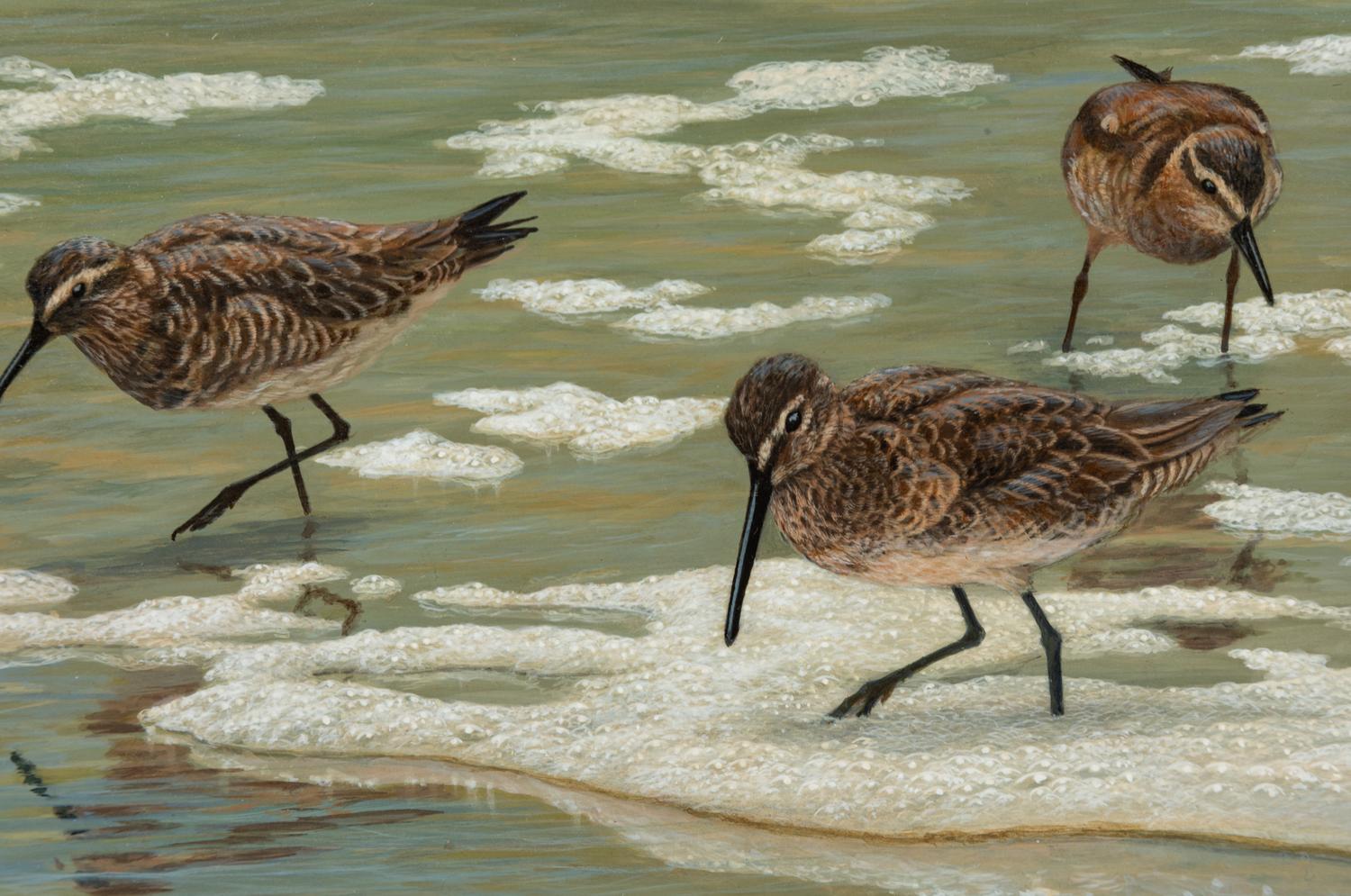 Little Brown Beach Birds , 2011