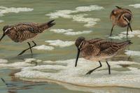 Little Brown Beach Birds , 2011