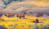 Cloud Shadows (Bison), 1996