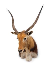 A Shoulder Mount Taxidermy Lechwe