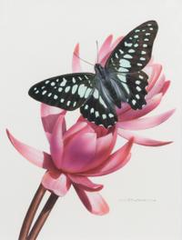 Carl Brenders, (American, b. 1937), Graphium Doson