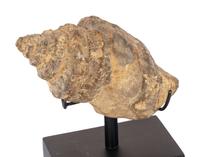 A Pair of Shell Fossil Specimens